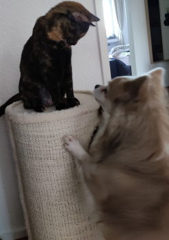 Bombon Bild von Bombon