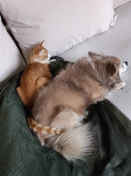 Bombon Bild von Bombon