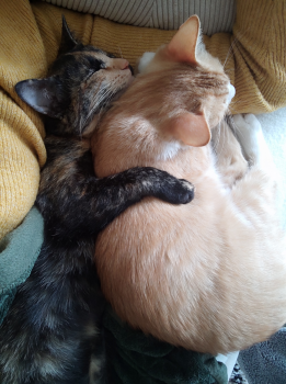 Bombon Bild von Bombon