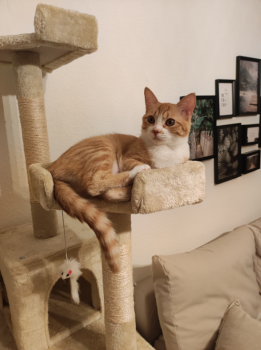 Dulce Bild von Dulce