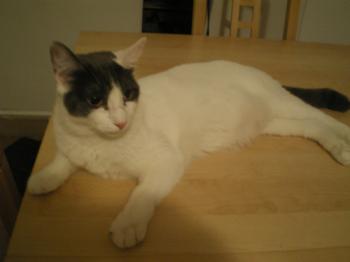Comino Bild von Comino