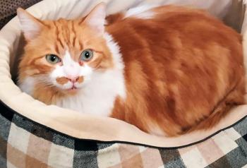 Cheddar Bild von Cheddar