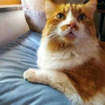 Cheddar Bild von Cheddar
