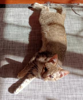 Cat Bild von Cat