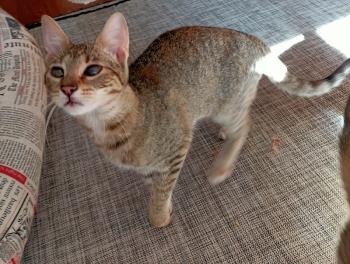 Cat Bild von Cat
