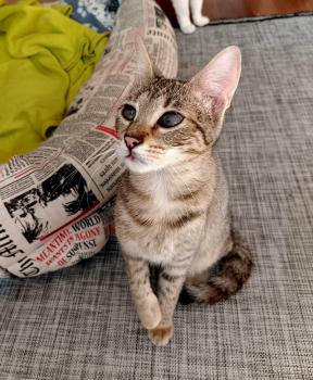 Cat Bild von Cat