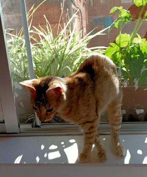 Sam Bild von Sam