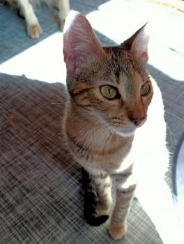 Sam Bild von Sam