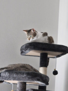 Brie Bild von Brie