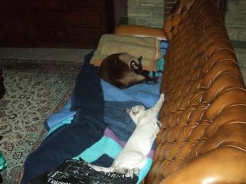 Sylar Bild von Sylar