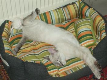 Sylar Bild von Sylar