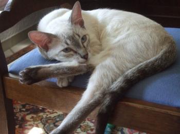 Sylar Bild von Sylar