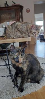 Mery Bild von Mery