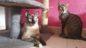 Kitty Bild von Kitty