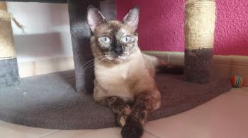 Kitty Bild von Kitty