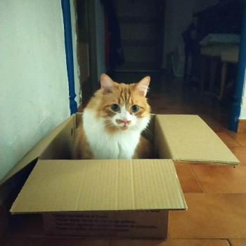 Cheddar Bild von Cheddar