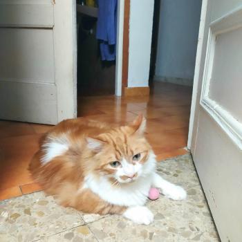 Cheddar Bild von Cheddar