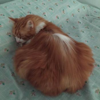 Cheddar Bild von Cheddar