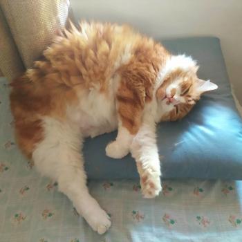 Cheddar Bild von Cheddar