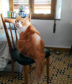 Cheddar Bild von Cheddar
