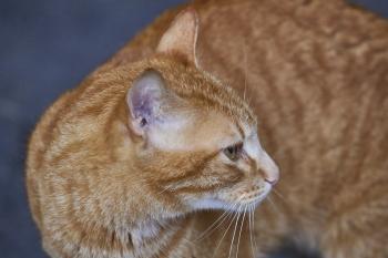 Aslan Bild von Aslan