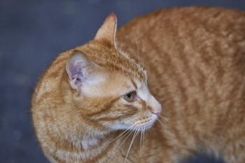 Aslan Bild von Aslan