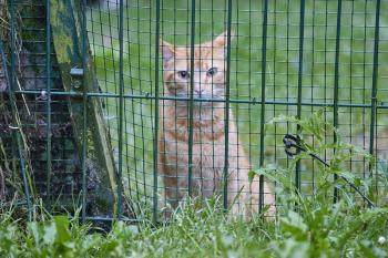 Aslan Bild von Aslan