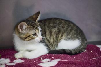 Bambu Bild von Bambu