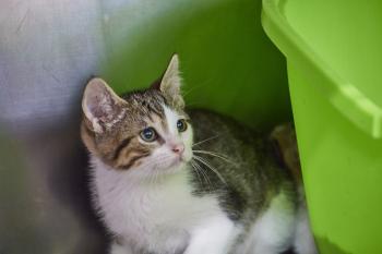 Bambu Bild von Bambu