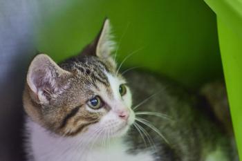 Bambu Bild von Bambu
