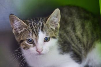 Bambu Bild von Bambu