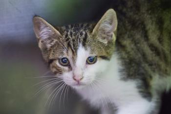 Bambu Bild von Bambu