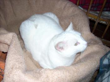 Blanca Bild von Blanca