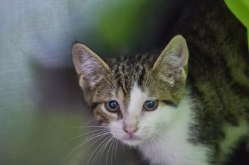 Bambu Bild von Bambu