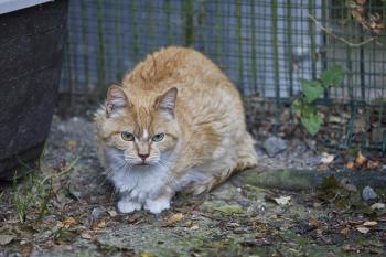 Lorac Bild von Lorac