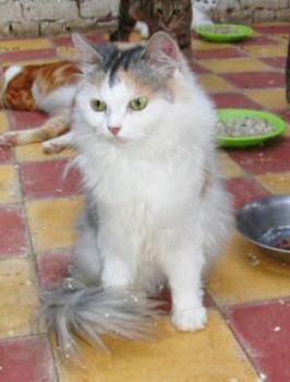 Daisy Bild von Daisy