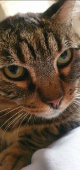 Bild von Starbuck