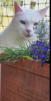 Coton Bild von Coton