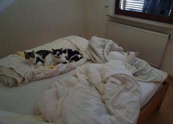 Casper Bild von Casper