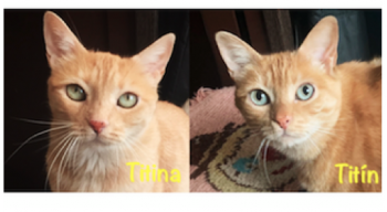 Titina Bild von Titina