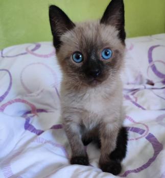Coco Bild von Coco