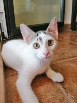 Porthos Bild von Porthos