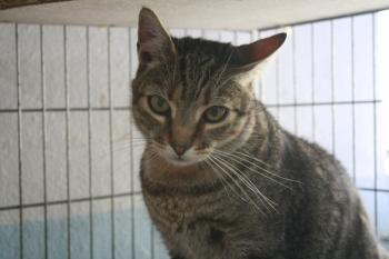 Tger Bild von Tiger