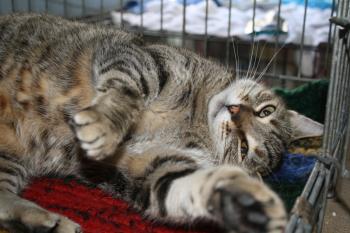 Tier Bild von Tiger