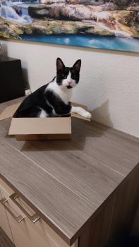 Peluso Bild von Peluso