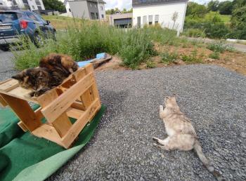 Fame Bild von Fame