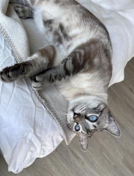 Laia Bild von Laia