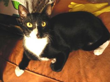 Fito Bild von Fito