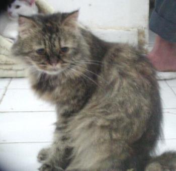Bild von Lily