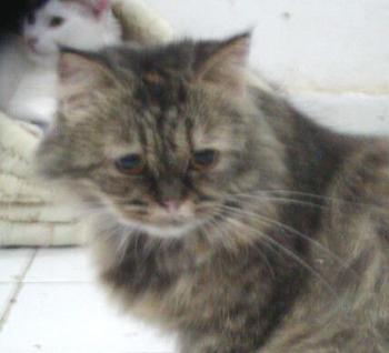 Bild von Lily
